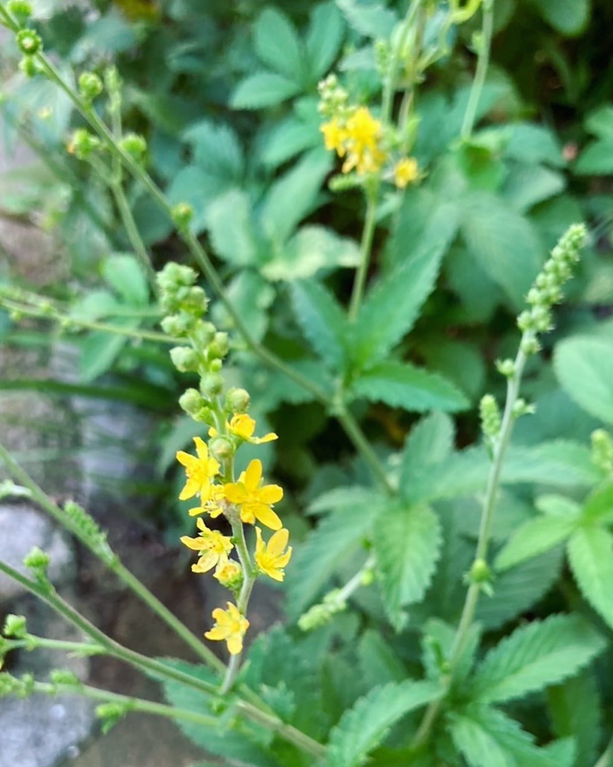 芥のせせらぎ ごりら公園 おぐにせせらぎ公園 | 長岡市移住定住ポータルサイトー長岡の